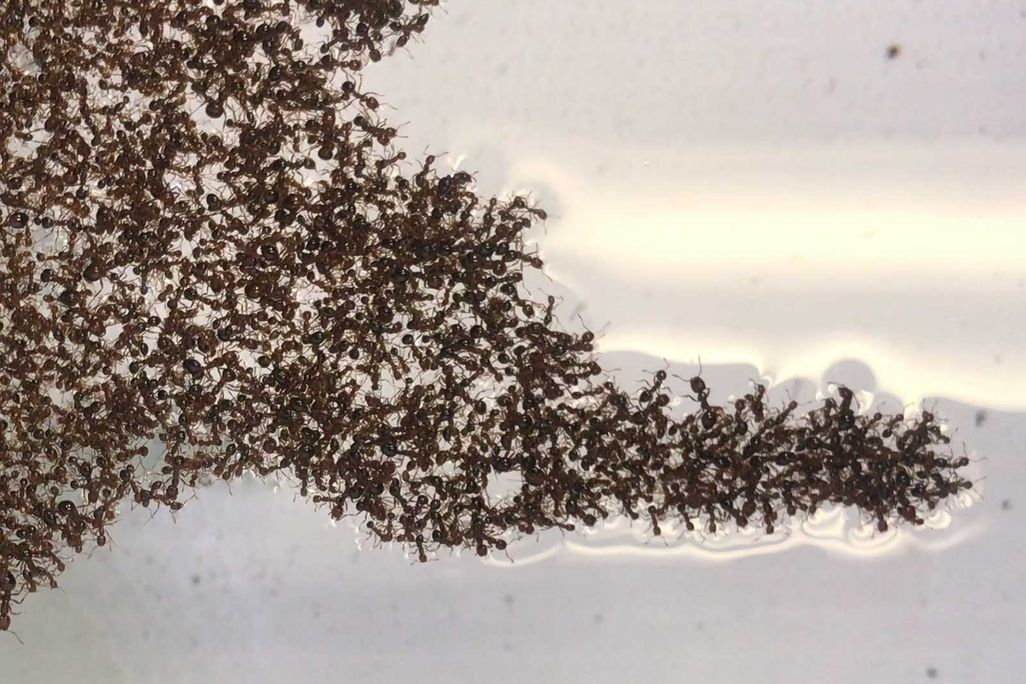 A fire ant swarm protrusion