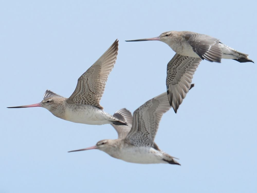 Three bar-tailed godwits fly together in front of a blue sky. They are seen flapping their pointed, speckled black and gray wings. They have long, thin, orange beaks with black tips at the end. 