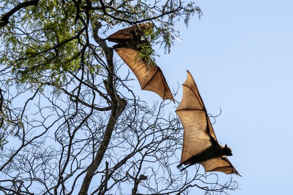 Flying Foxes thumbnail