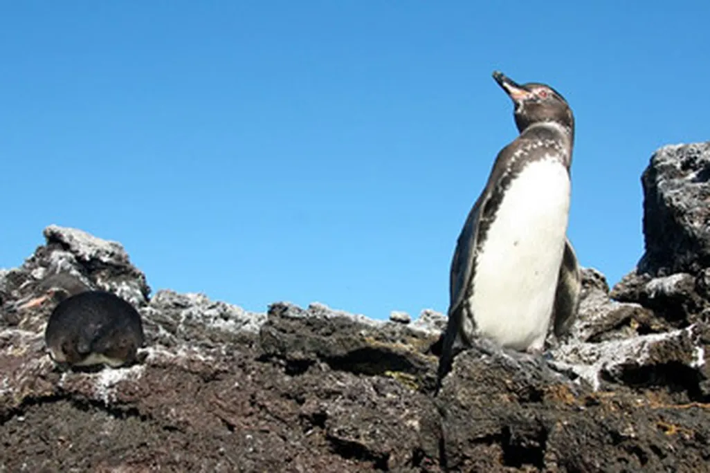 galapagos-penguin.jpg