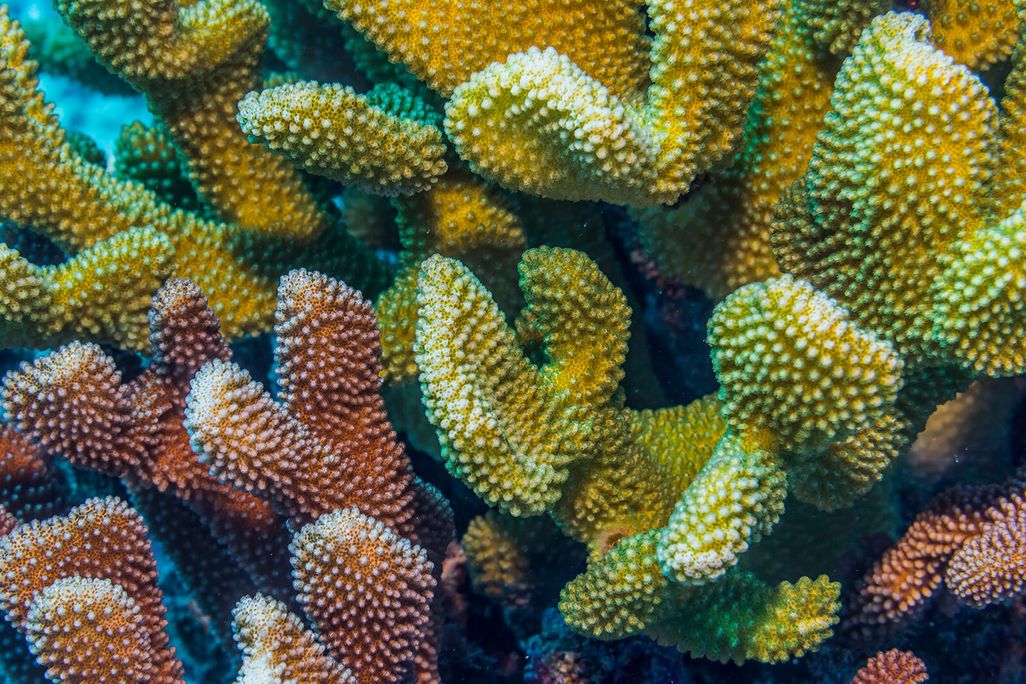 Brown and Green Coral Underwater