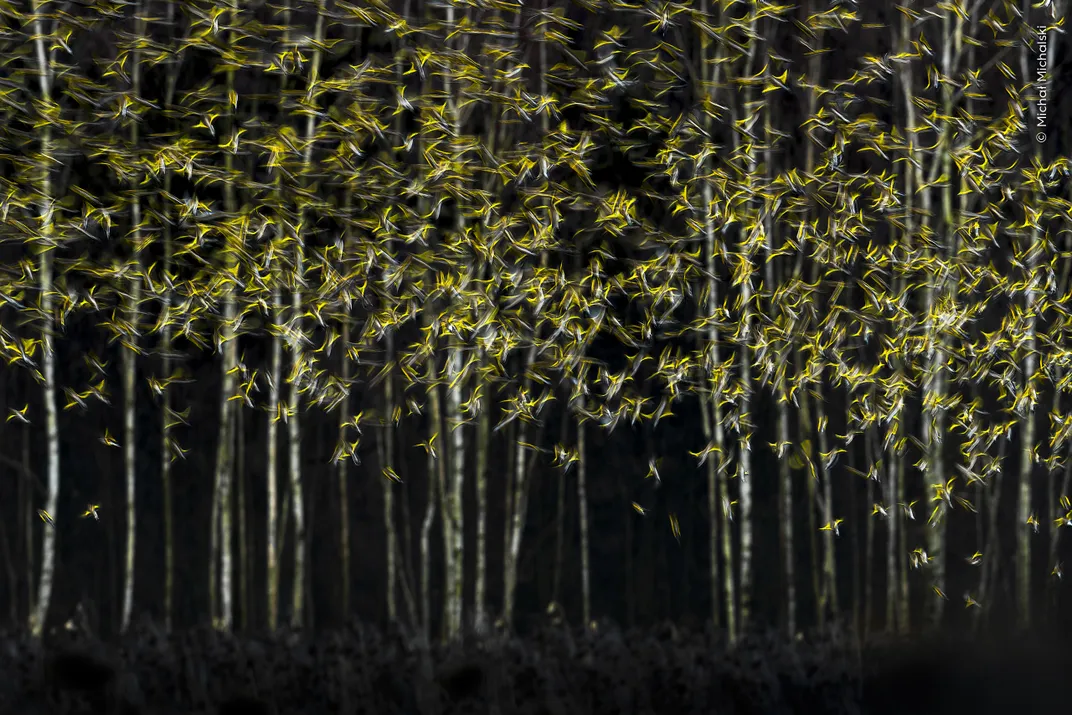 a flock of birds flies in front of leafless birch trees in dark lighting