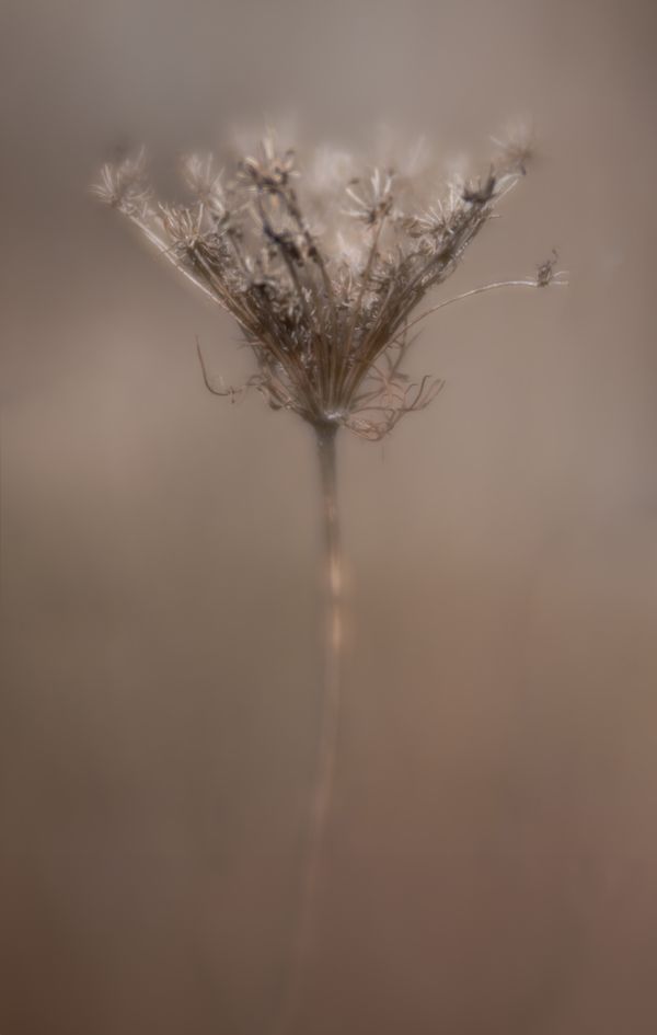 Queen Anne's Lace thumbnail