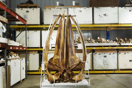 This adult Rice's whale skull at the National Museum of Natural History is the only specimen of its kind.