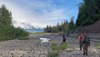 As Glaciers Retreat, New Streams Offer Homes for Salmon