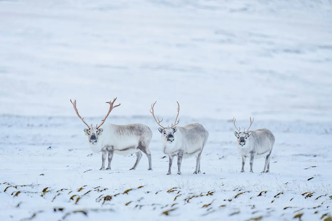 Svalbard reindeer are adapted to their harsh climate. Their small heads and short legs help them conserve body heat.