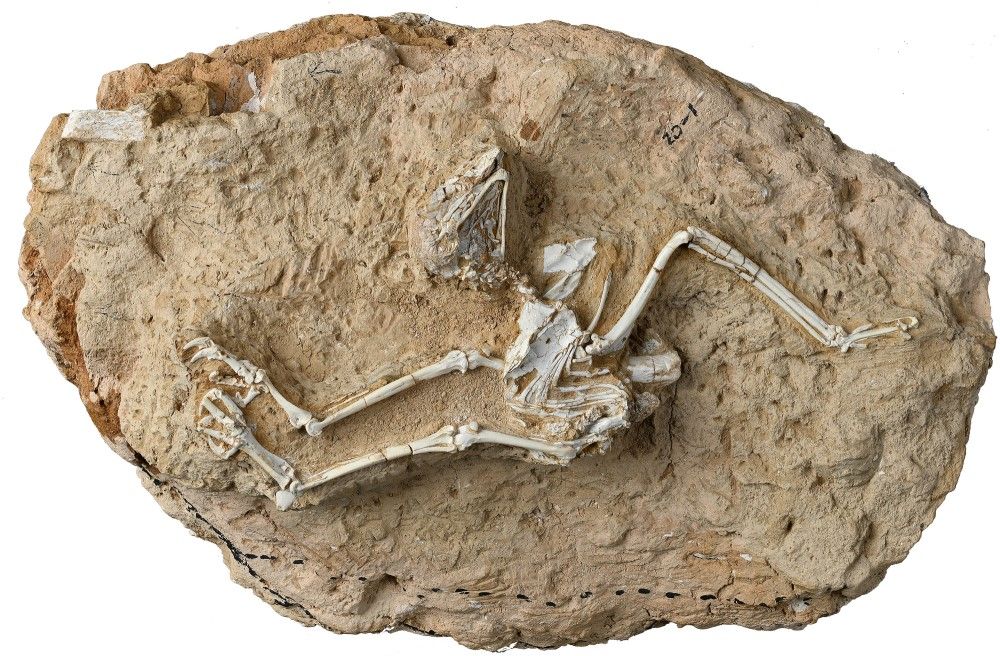 Fossil skeleton of a bird
