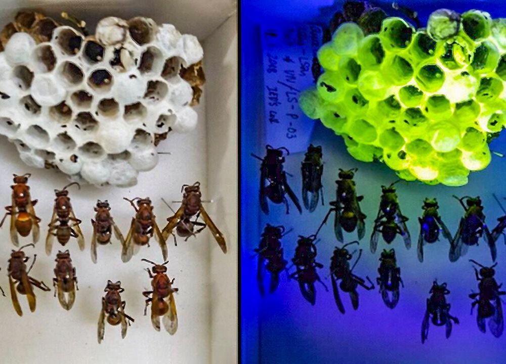 A side-by-side image of an asian paper wasp nest under white light and uv light. The right panel shows a white nest, and the left panel shows the same nest illuminated in bright green.