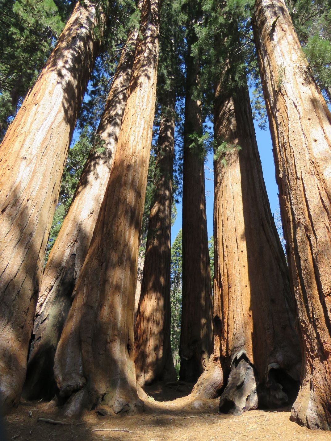 Parker Group of Giant Sequoias | Smithsonian Photo Contest ...