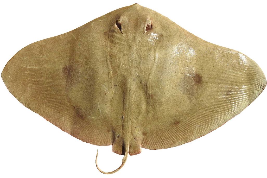 Female Tentacled Butterfly Ray