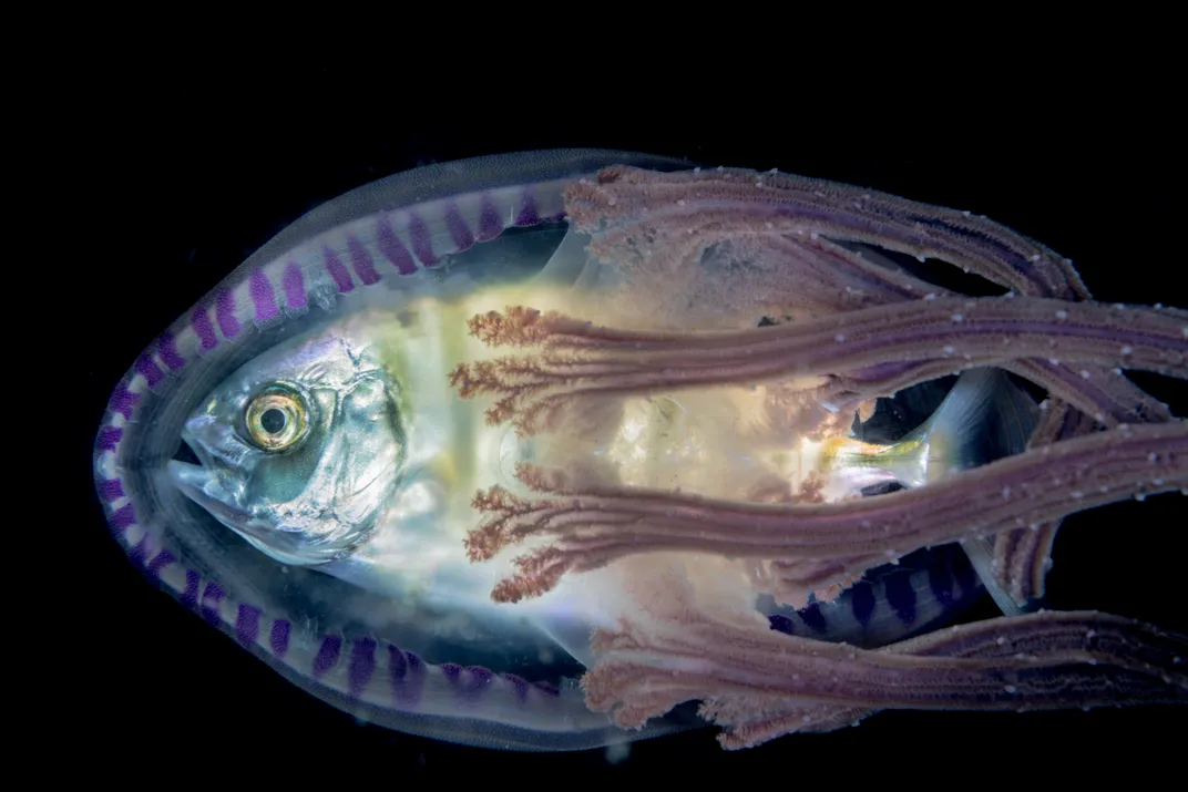a fish inside a jellyfish