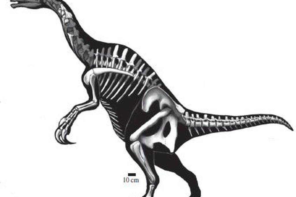 20110520083138nothronychus-dinosaur-therizinosaur.jpg