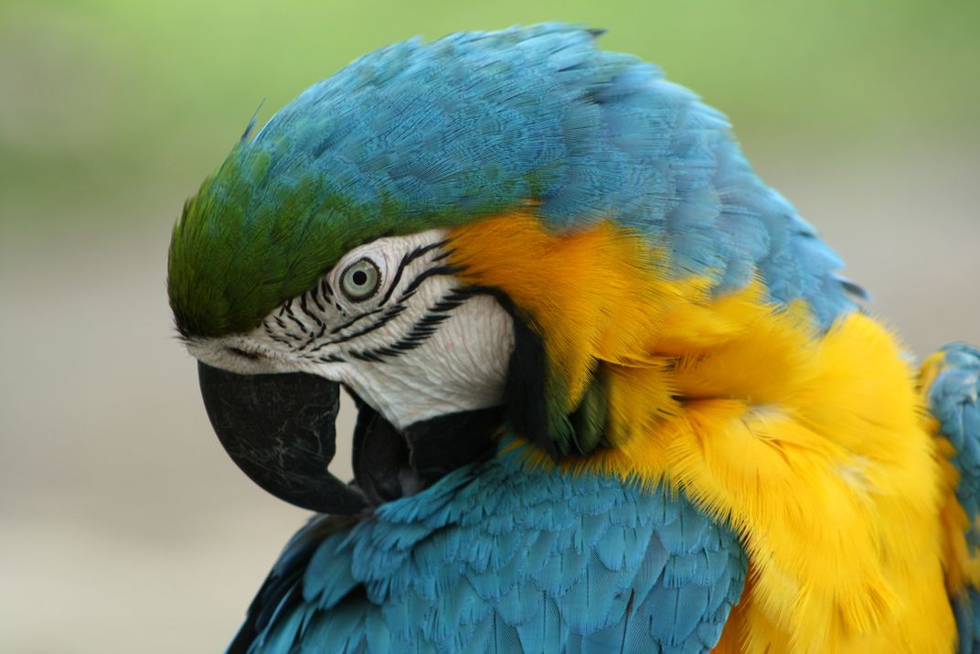 Blue and Yellow Macaw at Animal Sanctuary in Peru | Smithsonian Photo ...