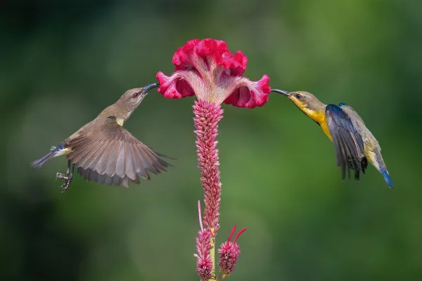 Sunbirds feeding on nectar thumbnail