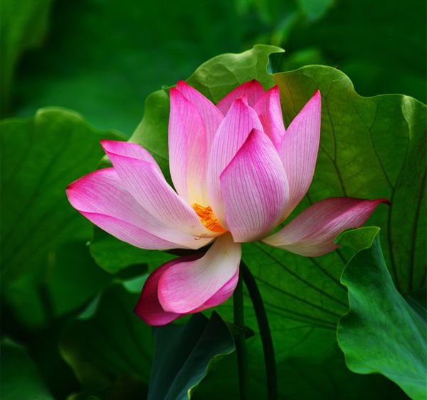 Lotus Flower thumbnail