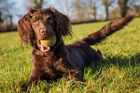 Instead of the tennis ball, imagine this Boykin spaniel holding an ornate box turtle in its mouth, ready to deliver it to conservation researchers.