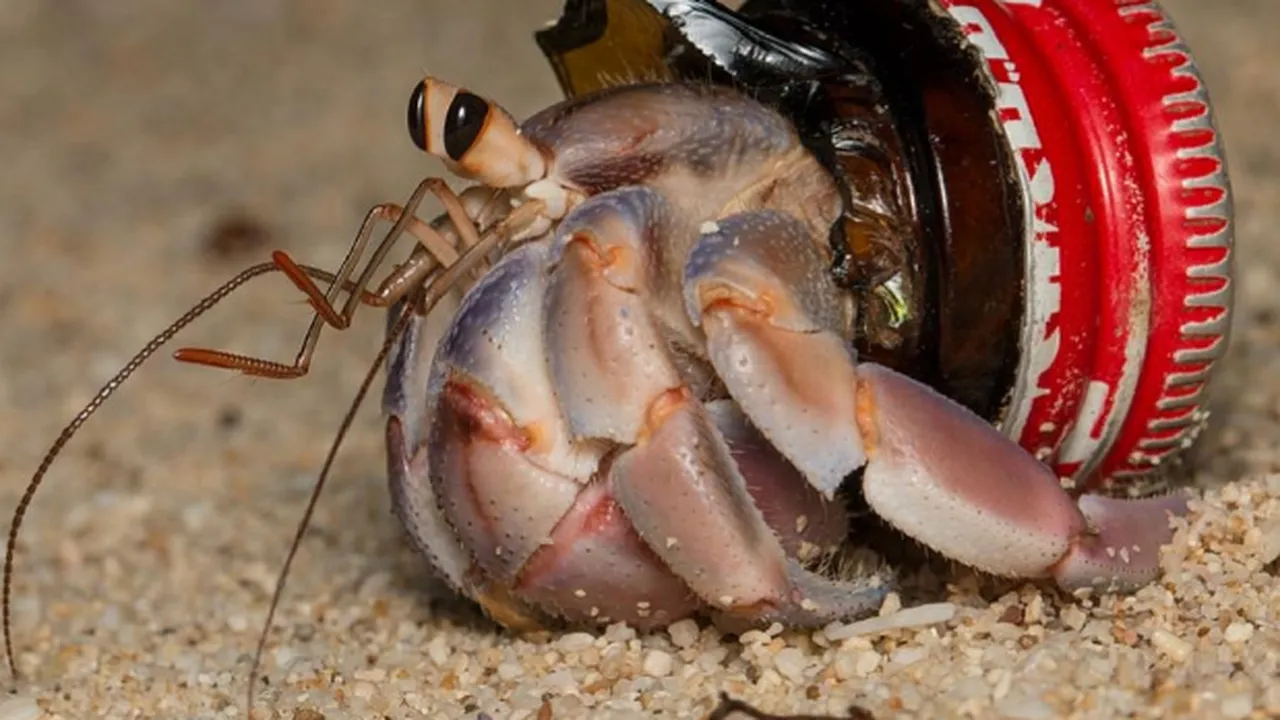 Hermit Crab House Shell