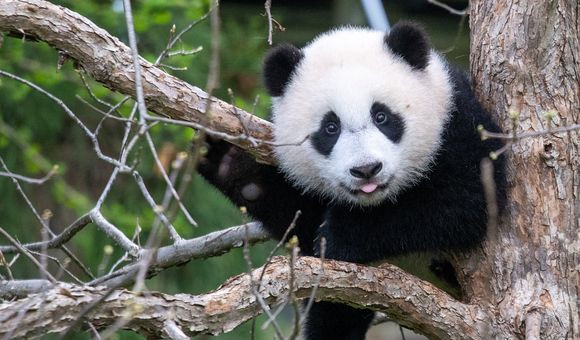 Close-up of giant panda cub Xiao Qi Ji in a tree with his tongue sticking out