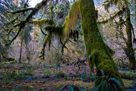 Hoh Rainforest moss