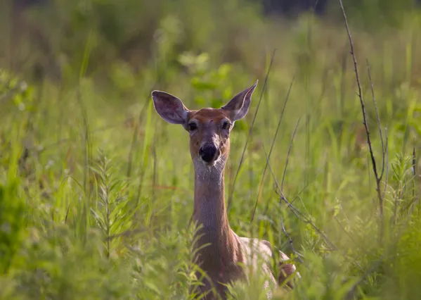 Deer stare thumbnail