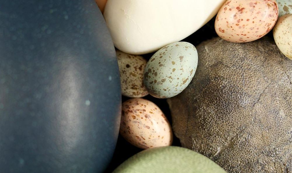 dinosaur_egg_with_bird_eggs.jpg