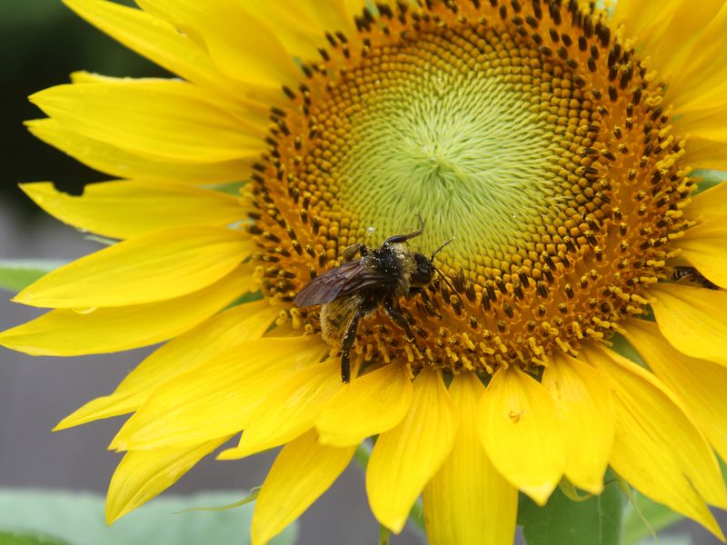 Bee on a sunflower Smithsonian Photo Contest Smithsonian Magazine