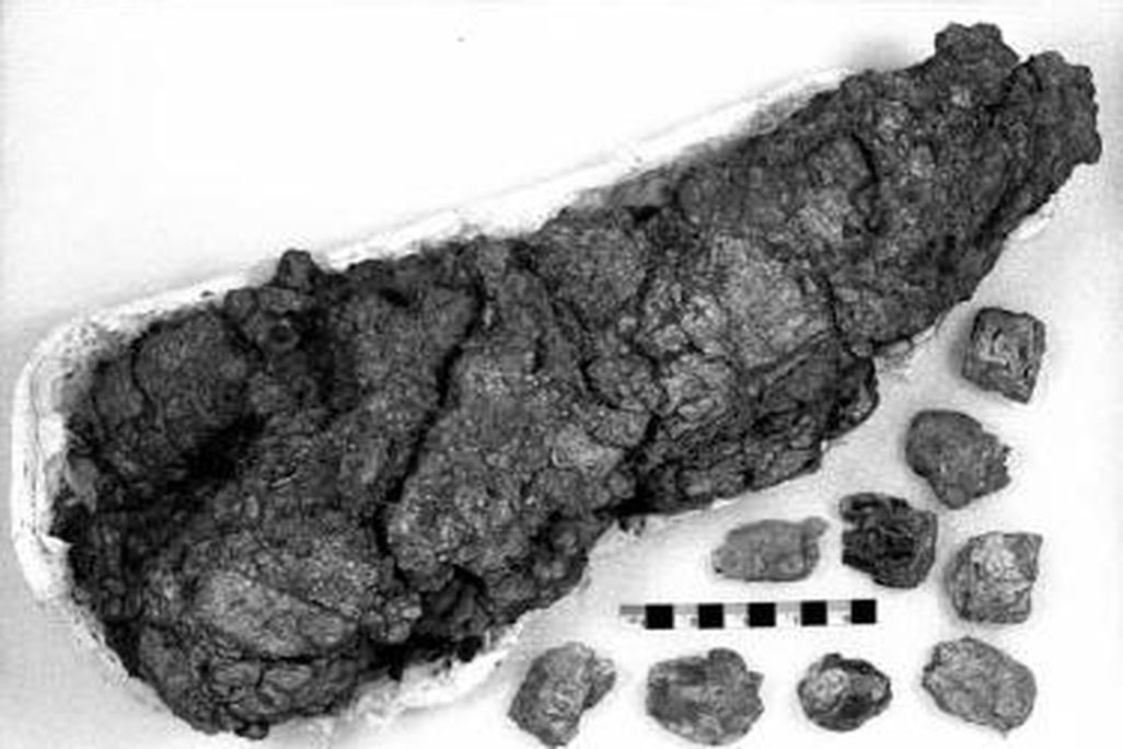 20110520083309tyrannosaurus-scat.jpg