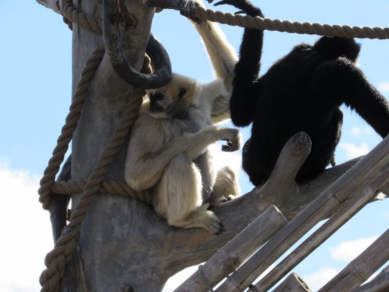 Monkeys overlooking the zoo Smithsonian Photo Contest Smithsonian