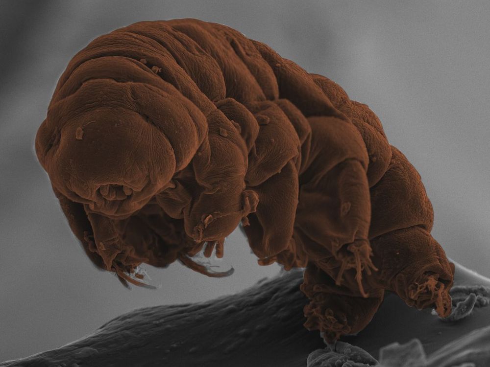 Tardigrade