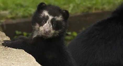 Andean cubs