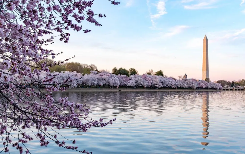 Cherry blossoms social media