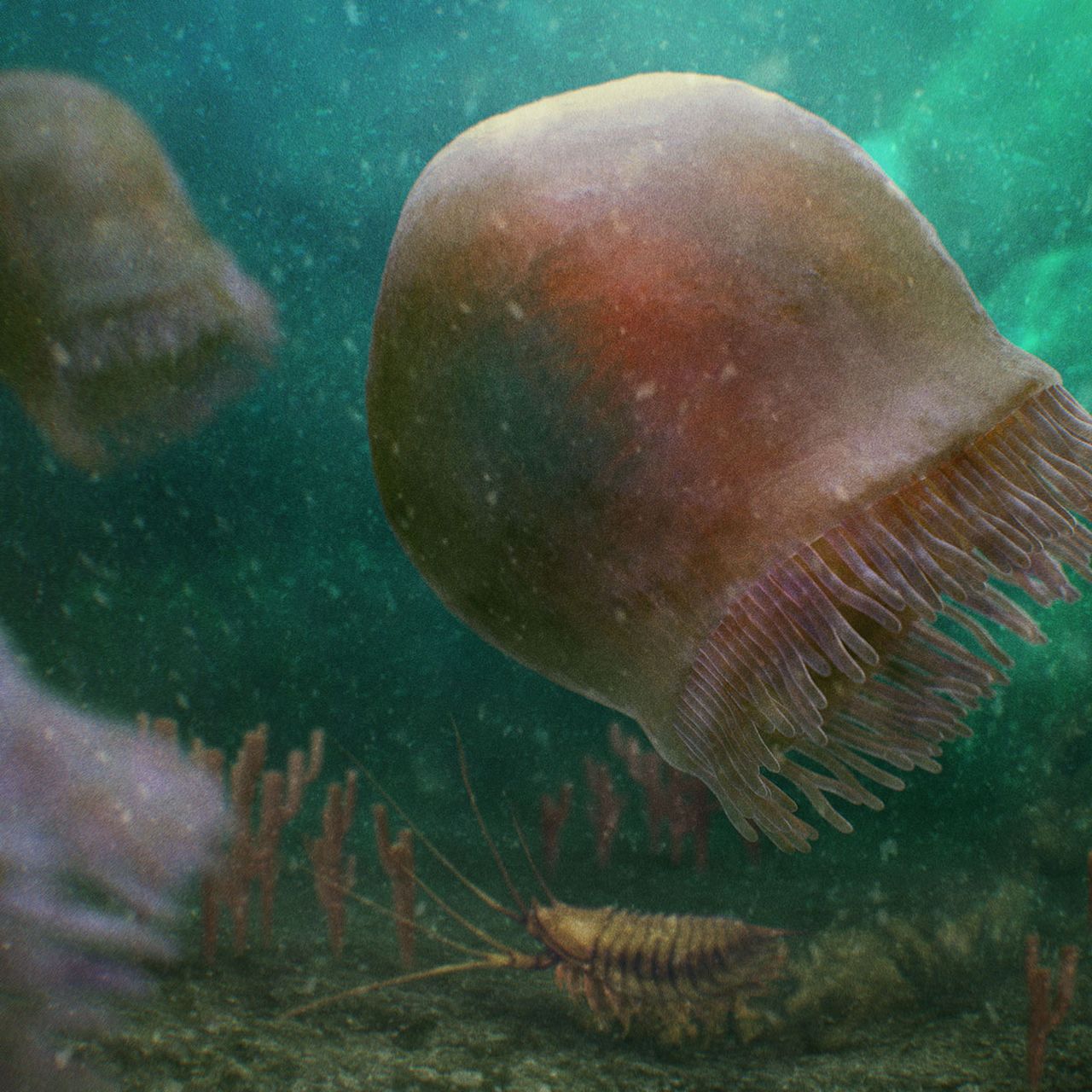 These 508-Million-Year-Old Fossils May Be Earth's Oldest Swimming Jellyfish, image size:1280x1280