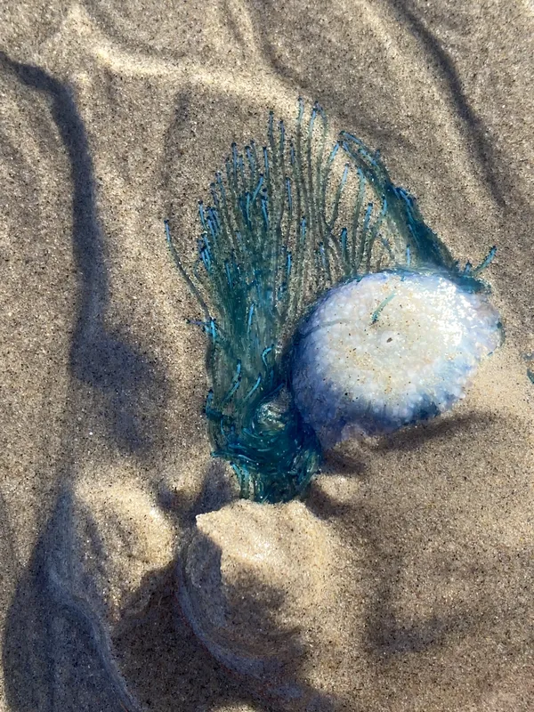 By The Wind Sailor (Velella Velella) on the sand at Malibu Beach thumbnail