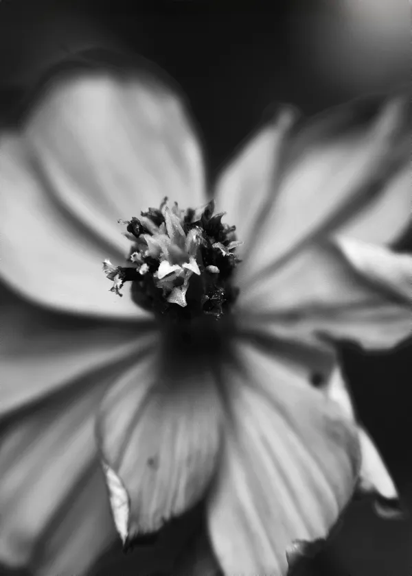 Star Flower thumbnail