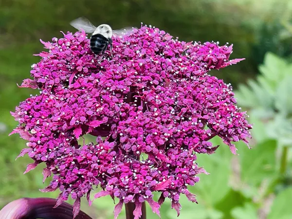 She's got a  bee in her bonnet. thumbnail