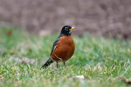 Citizen science can play a crucial role in helping solve the mystery of what’s happening to these birds. 