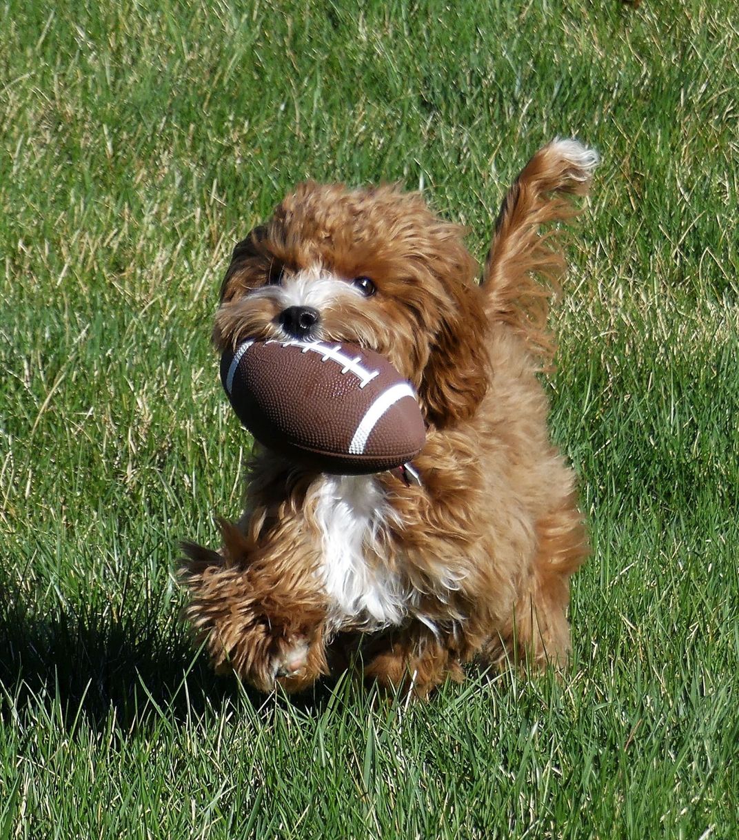 a small dog carries a football