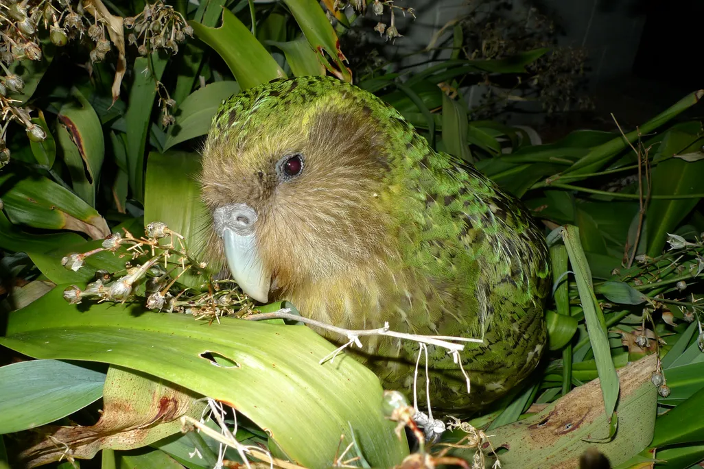 A close-up image of a kakapo. The bird has lime-green feathers, and a face that resembled an owl. 