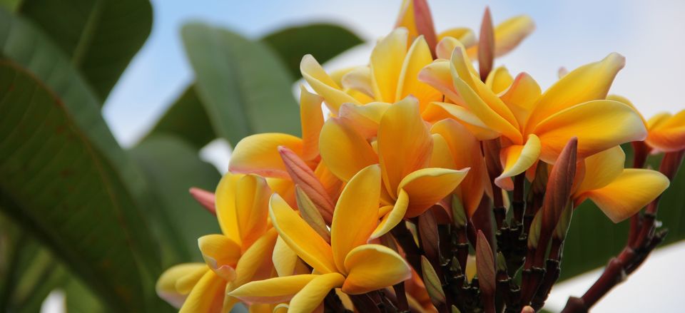  Yellow Plumeria or Frangipani, found in Tahiti 