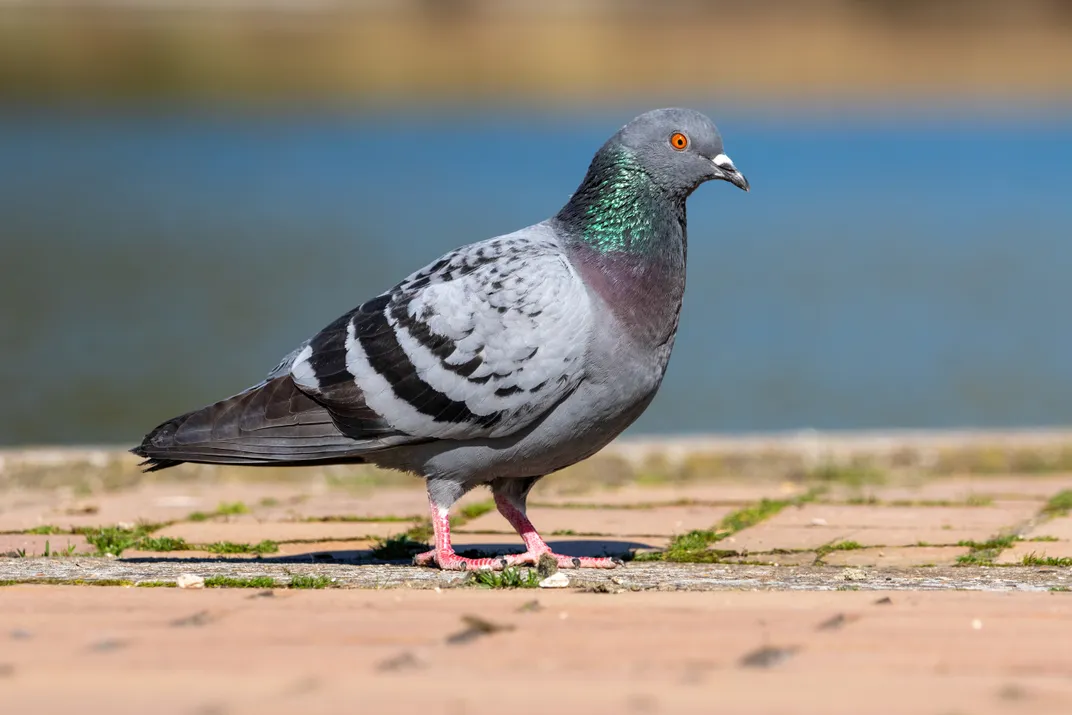 Pigeon