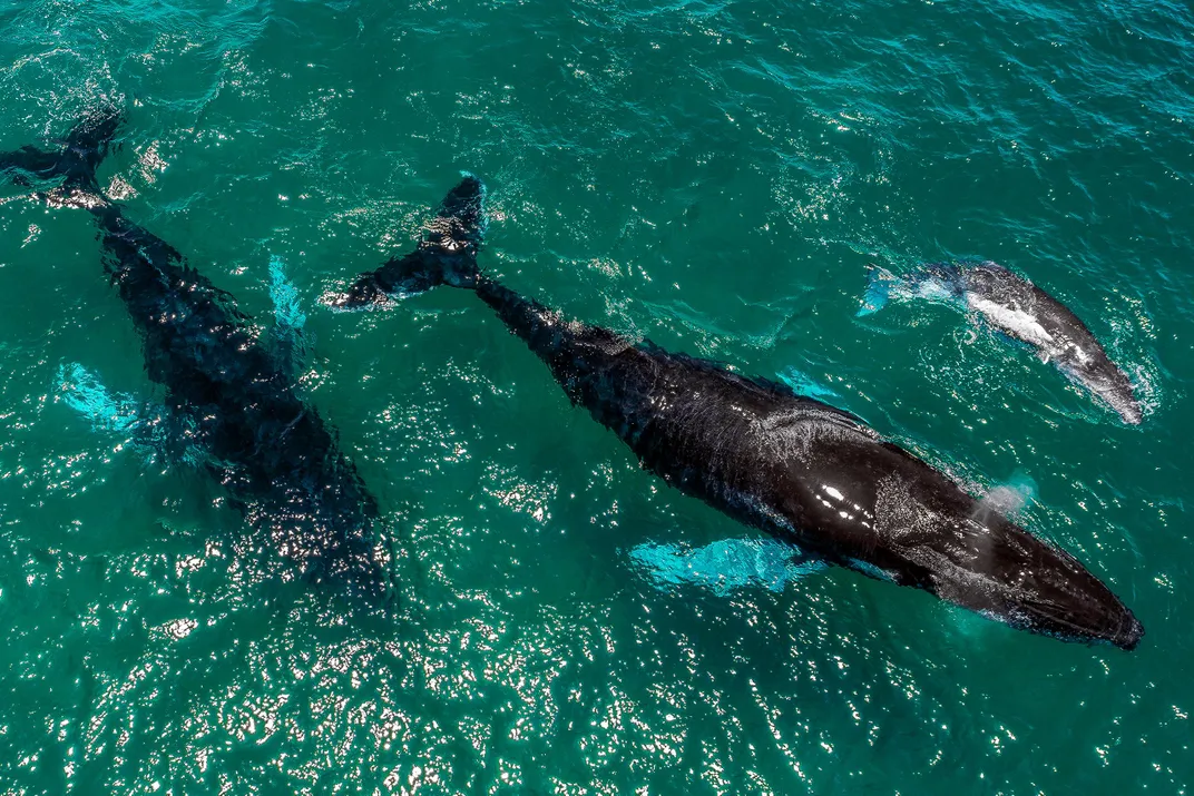 With Humans Out of the Way, Humpbacks Are Flourishing—But So Are Orcas