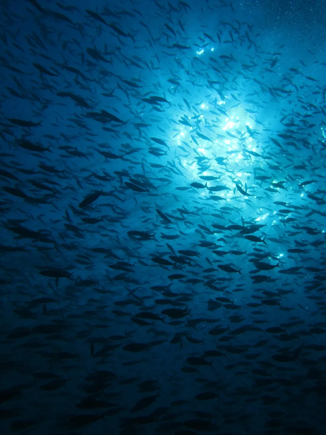 Hundreds of fish under blue water.