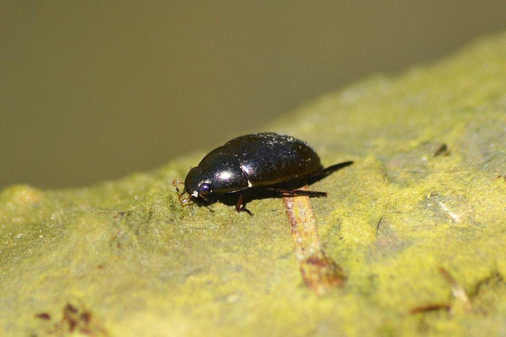 A photo of a water scavenger beetle on top of some algae suspended in a body of water