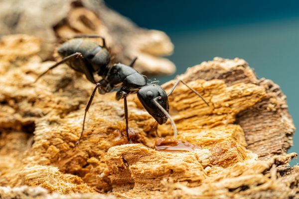 Ant Drinking Water thumbnail