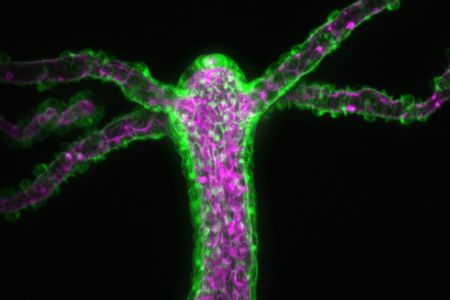 Scientists studied Hydra vulgaris to determine how the animal opens its mouth