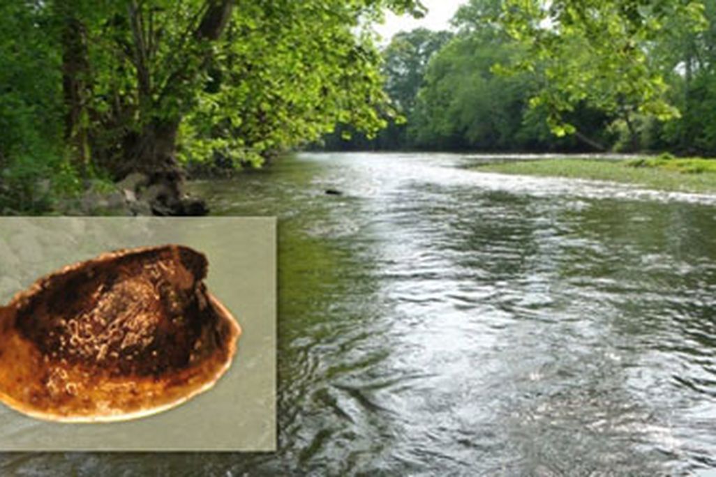 A population of the wicker ancylid limpet (insert, not to scale) was found recently in Choccolocco Creek in Alabama.