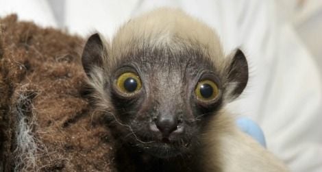 ‘Beatrice the Swabia’ is a baby Coquerel’s sifaka