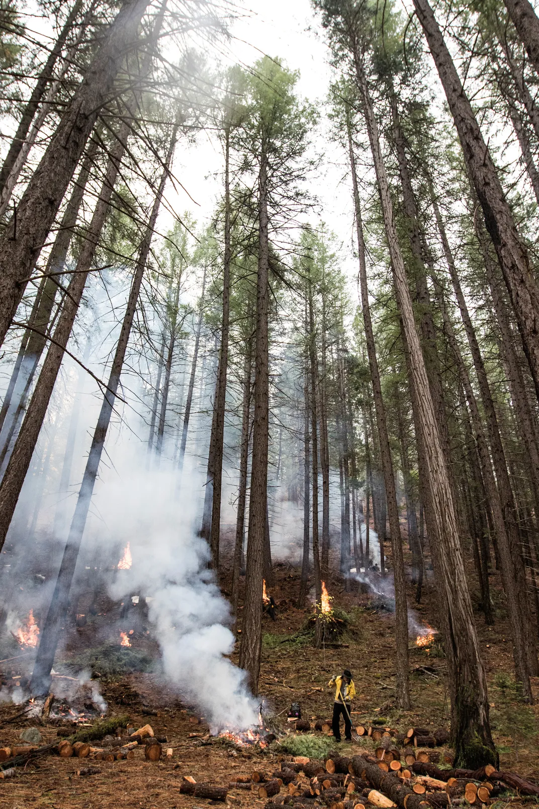 Tree-thinning as well as controlled fires reduce the fuel available to a wildfire and thus contribute to preserving mature trees.