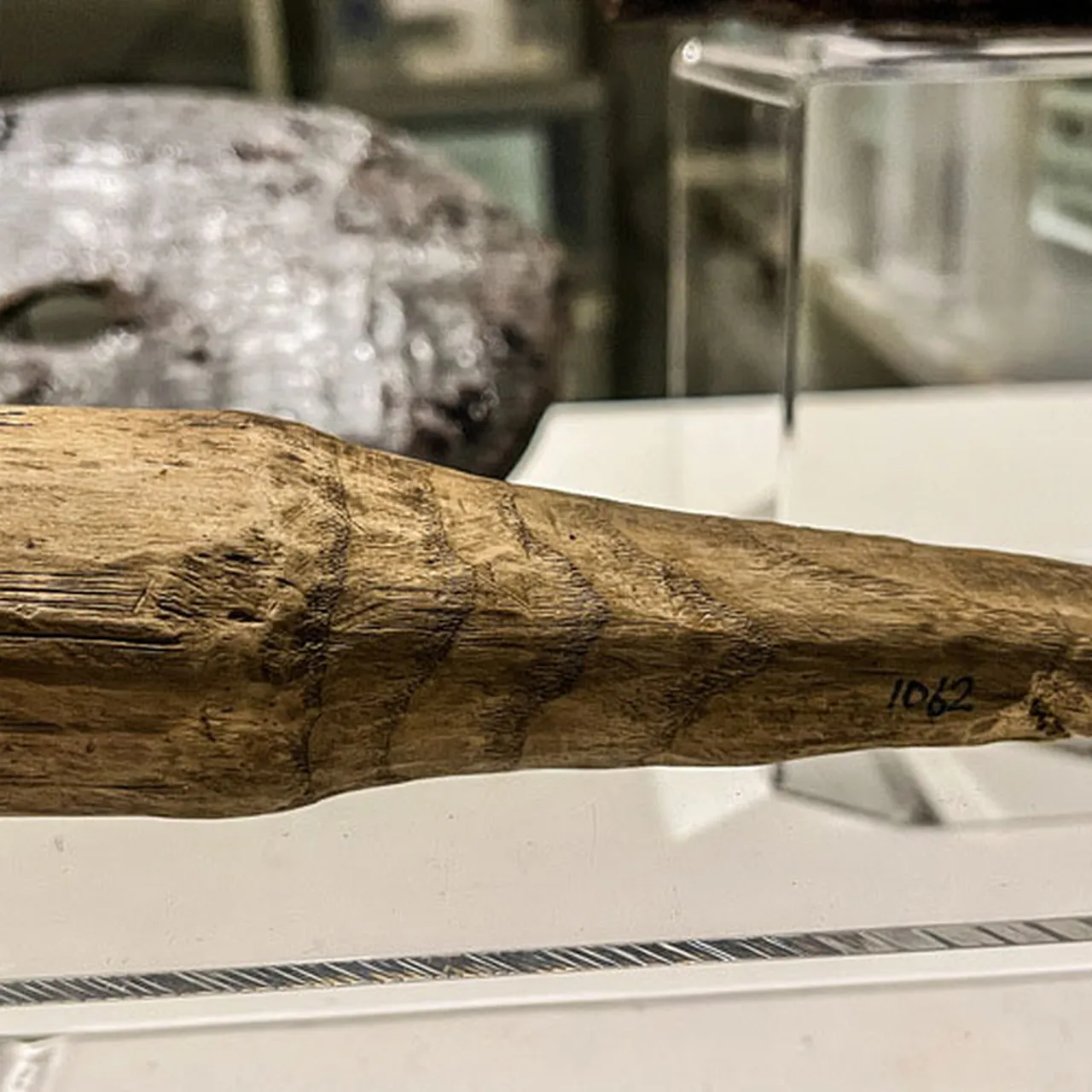 Is This Wooden Artifact an Ancient Roman Phallus?