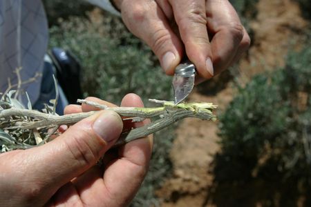 Michael Fraley, a Vice President with Yulex Corporation, cuts a guayule plant that can be used to make natural rubber, in 2008